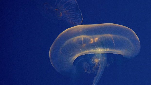 Ohrenquallen im Zoo Basel sind immer in Bewegung, der Quallenkreisel ermöglicht stetiges Treiben.