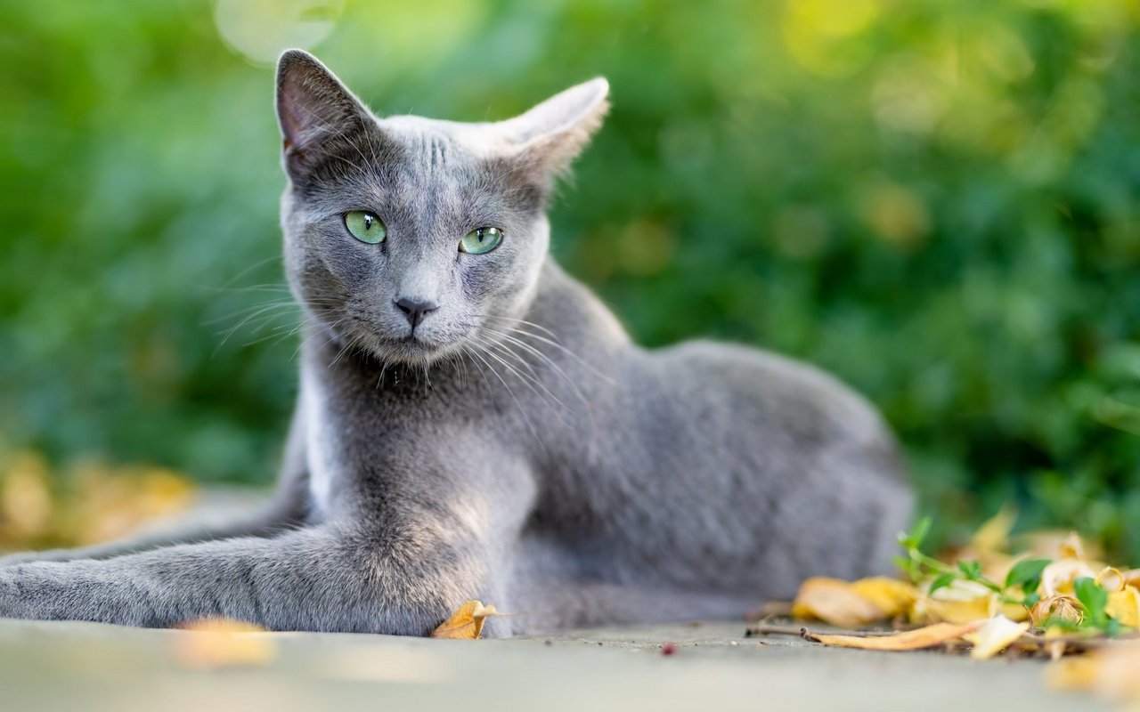 Die Russisch Blau hat eine enorme Sprungkraft, ist aber generell eine gemütliche Katze.