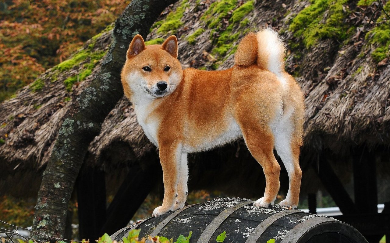 Charakteristisch besitzt der kleine Shiba Inu ein breites Gesicht, eine Ringelrute und abstehende Ohren.