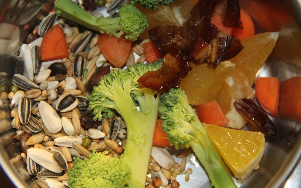 Futterangebot für Graupapageien, die einen hohen Energiebedarf haben. Darum sind die Sonnenblumenkerne angebracht. Datteln, Broccoli und Orangen sind weitere gute Futterbestandteile für Papageien. 