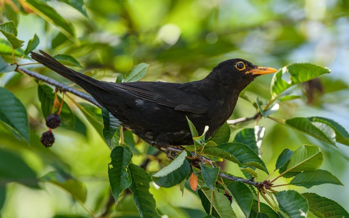 Amsel