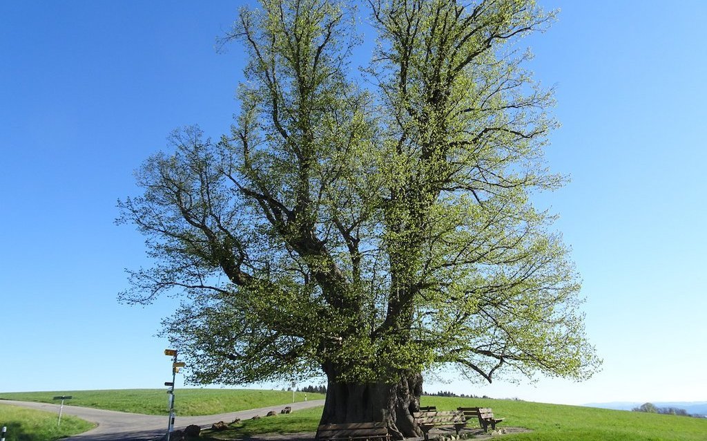 Die Linde von Linn im Aargau ist 800 Jahre alt. 