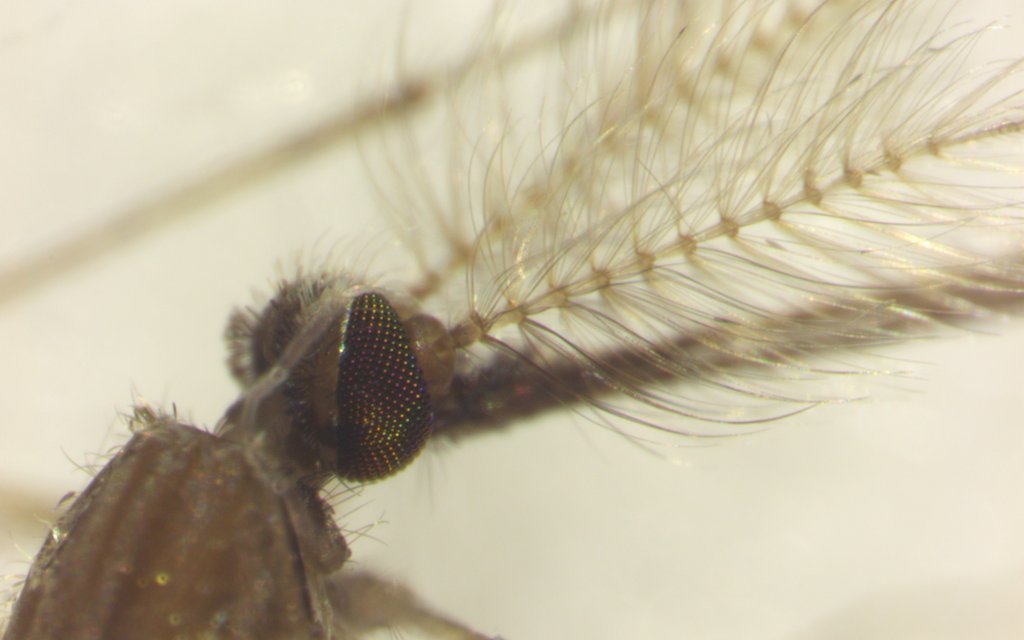 Die aufgestellten Härchen auf ihren Antennen helfen Mückenmännchen, besser zu hören.