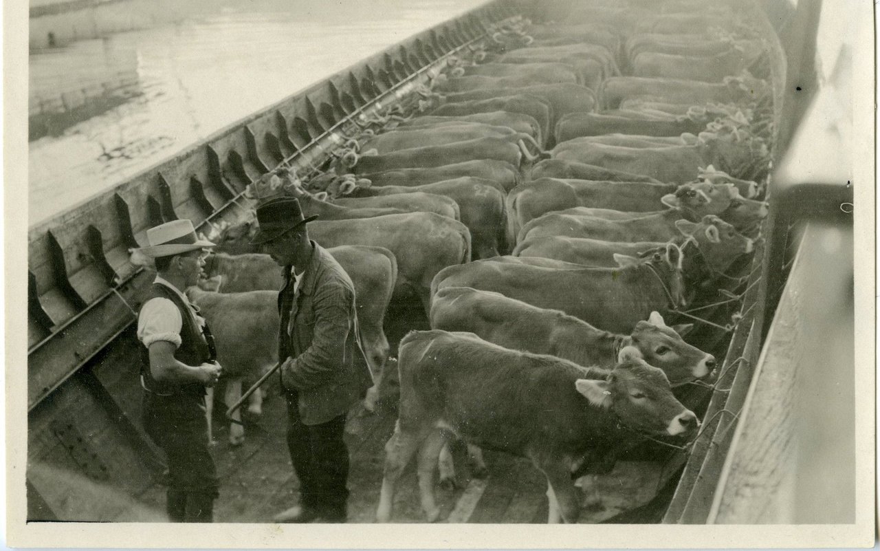 So sah der Viehtransport in früheren Zeiten aus - im Boot ging es über den Vierwaldstättersee.