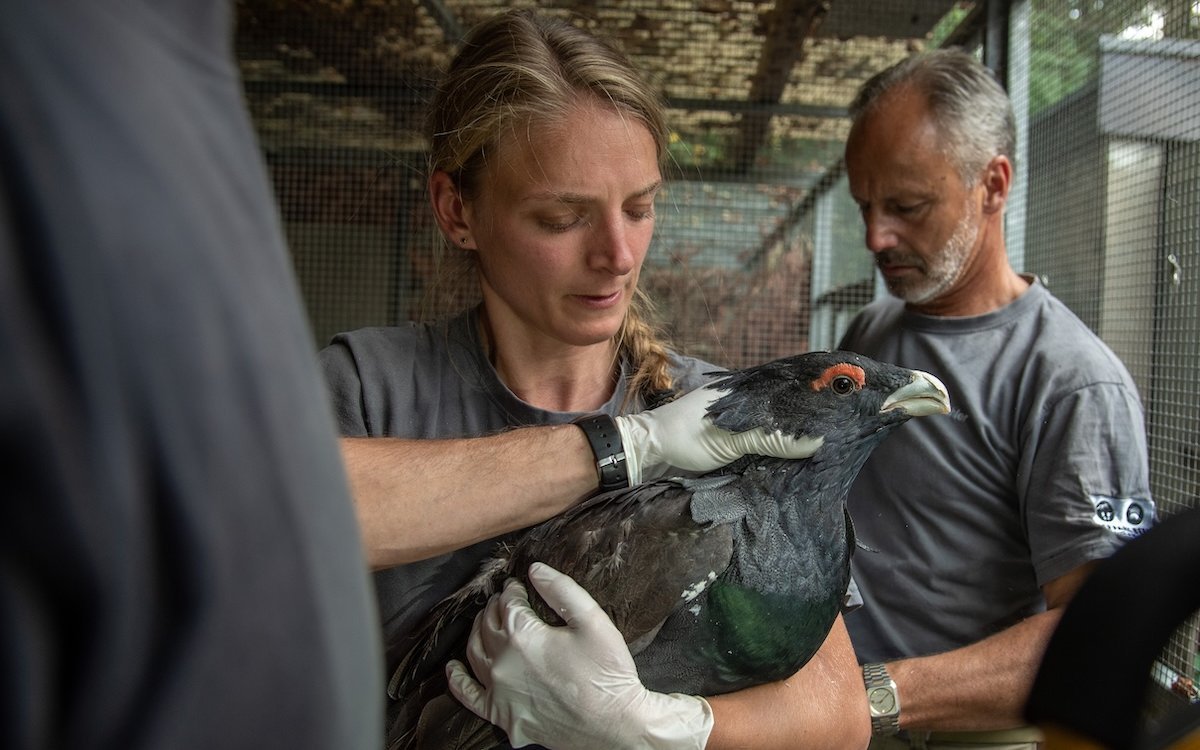 Der Auerhahn im Tierpark Bern wird gegen Vogelgrippe geimpft. 