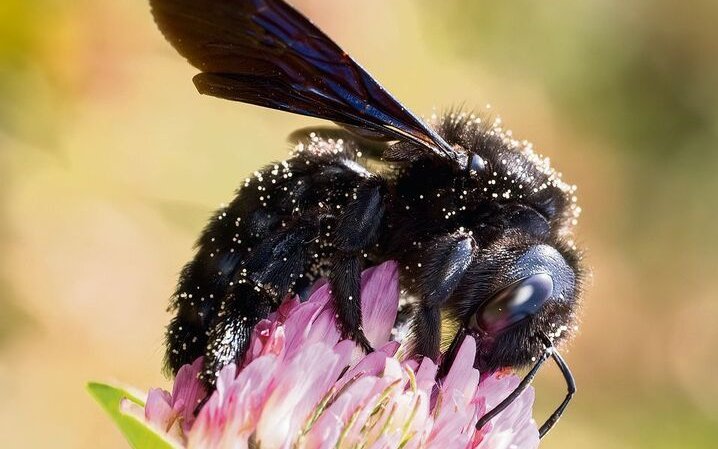 Die grösste heimische Biene ist ein seltener Gast im Garten.