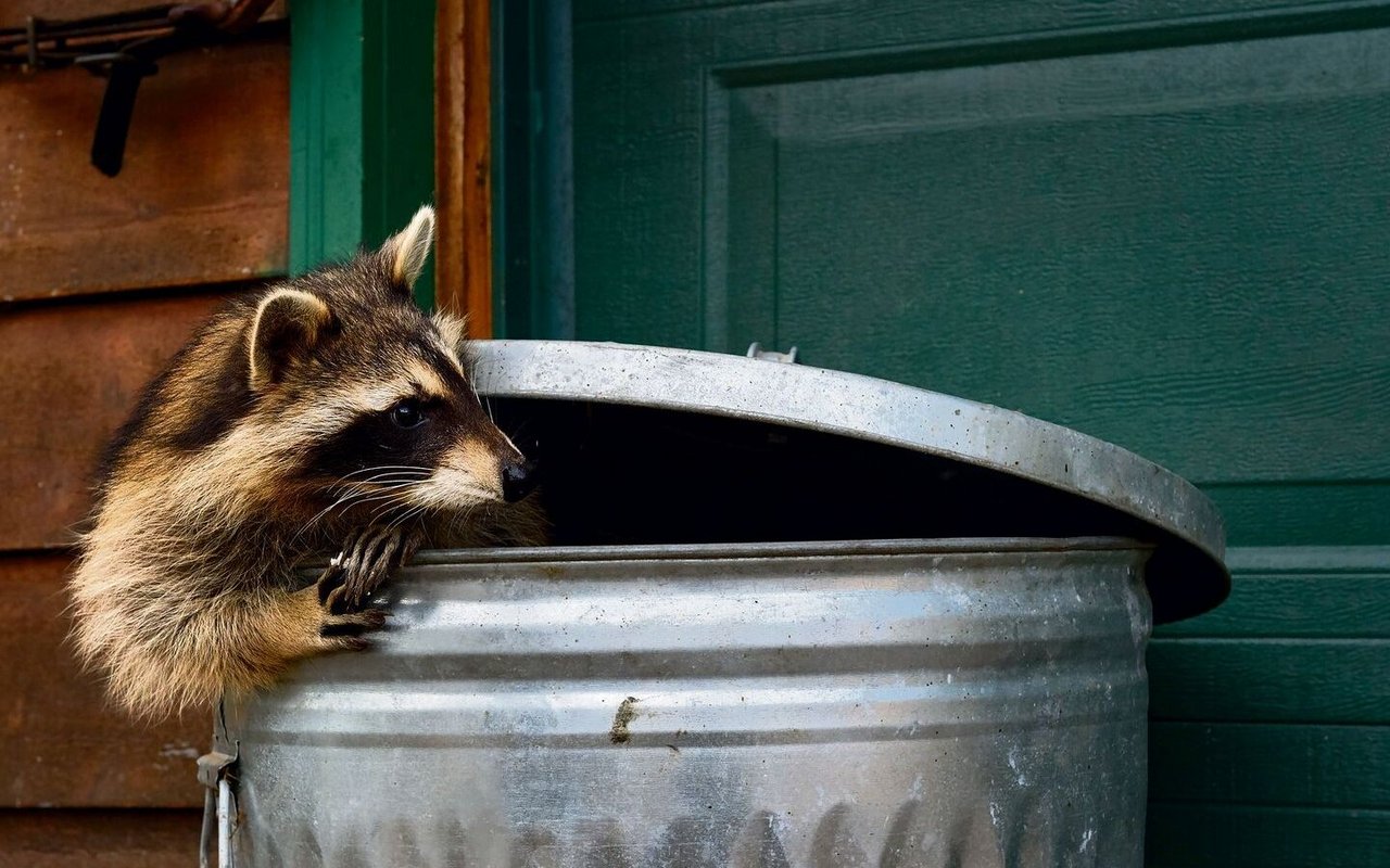 Waschbären sind in Zürich auf dem Vormarsch.