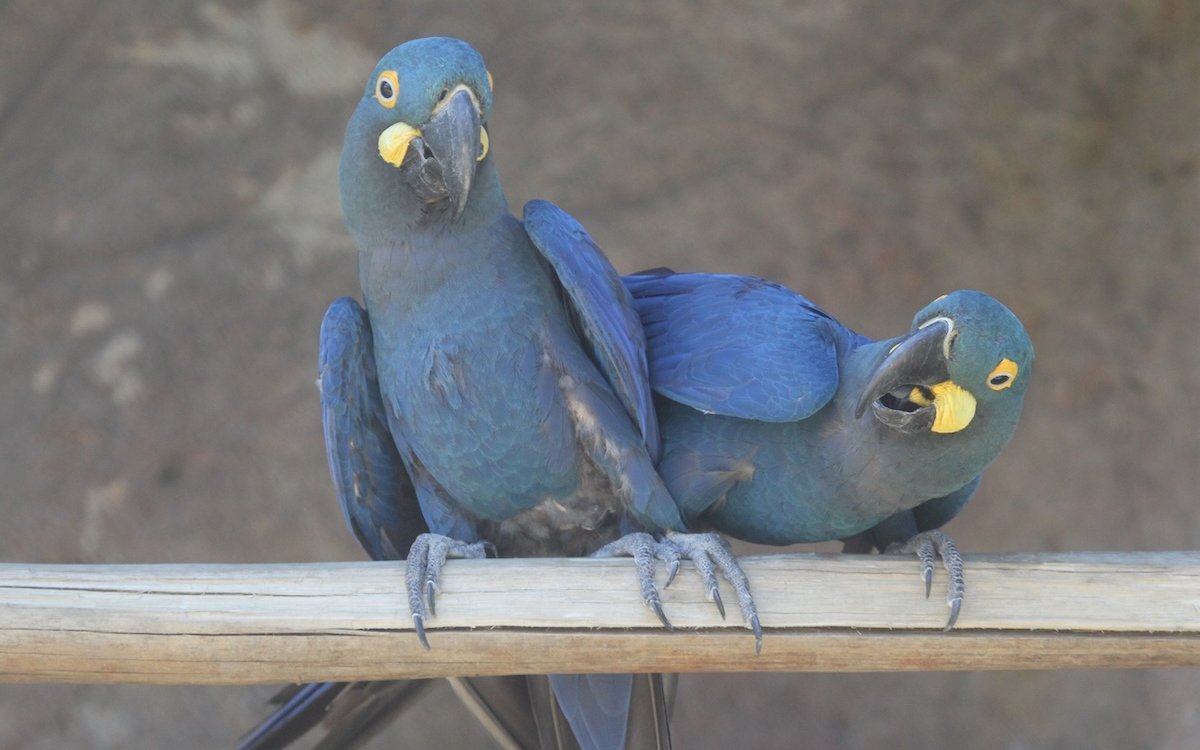 Das Paarungsverhalten von Lear-Aras ist ähnlich wie dasjenige des Hyazintharas. Hier ein Paar im Zuchtzentrum Cecfau des Zoos von São Paulo in Brasilien. 