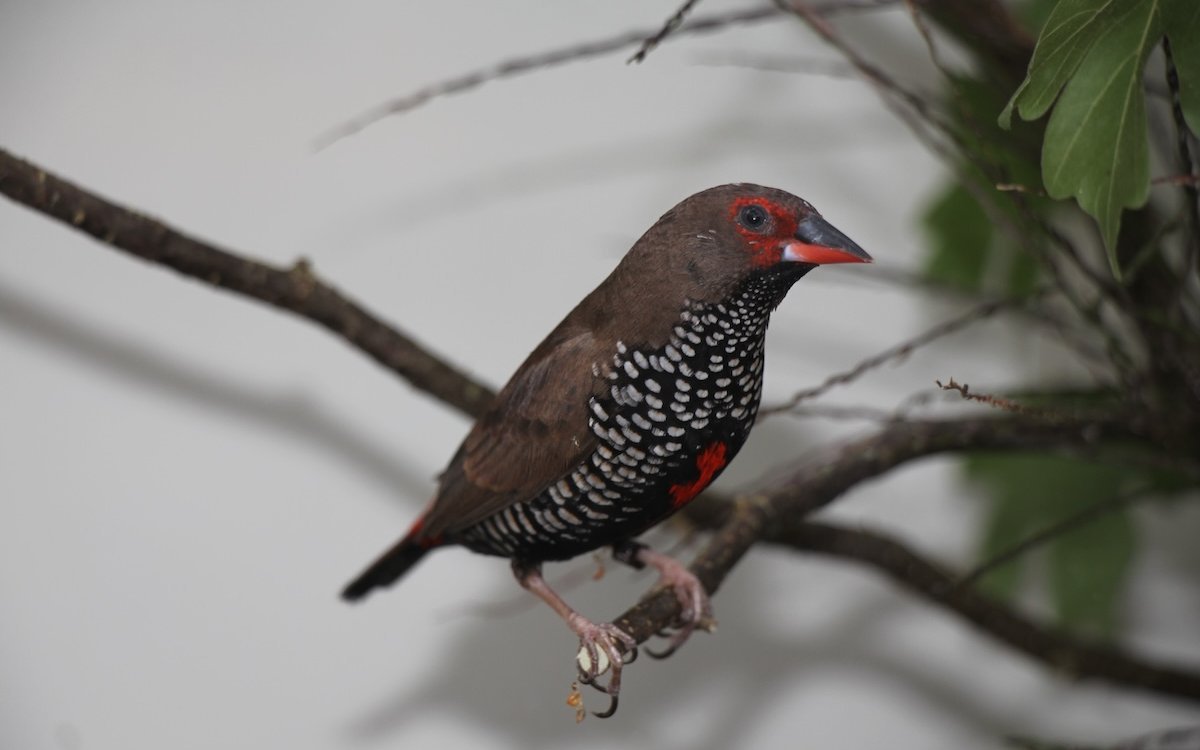 Gemalte Amadinen entfalten sich in Biotopvolieren am besten. 