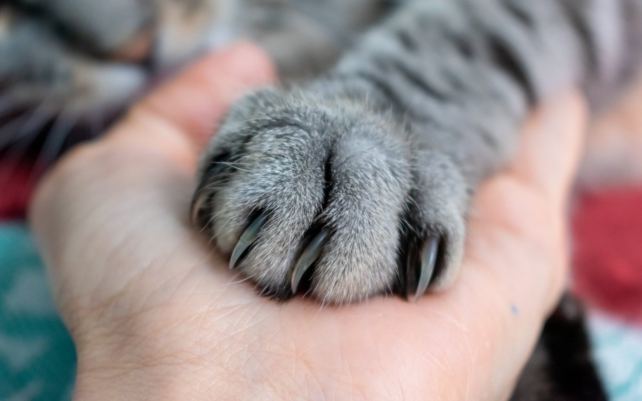 Auch wenn es schwierig ist dem Vierbeiner bei seinem letzten Atemzug zur Seite zu stehen, ist es wichtig, dass die Tiere von ihrer Bezugsperson oder ihren Bezugspersonen begleitet wird. 