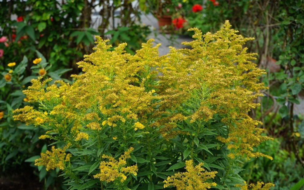 Goldruten überwuchern ganze Waldlichtungen. 