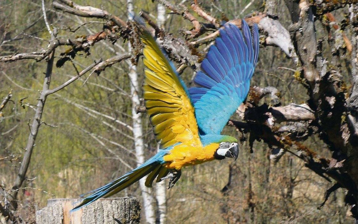 Wie in Südamerika: Gelbbrustara im Freiflug.