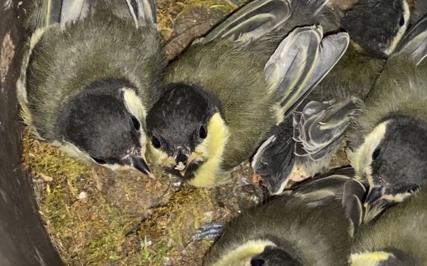 Die vier der sechs kleinen Meisen sind schon ausgeflogen.