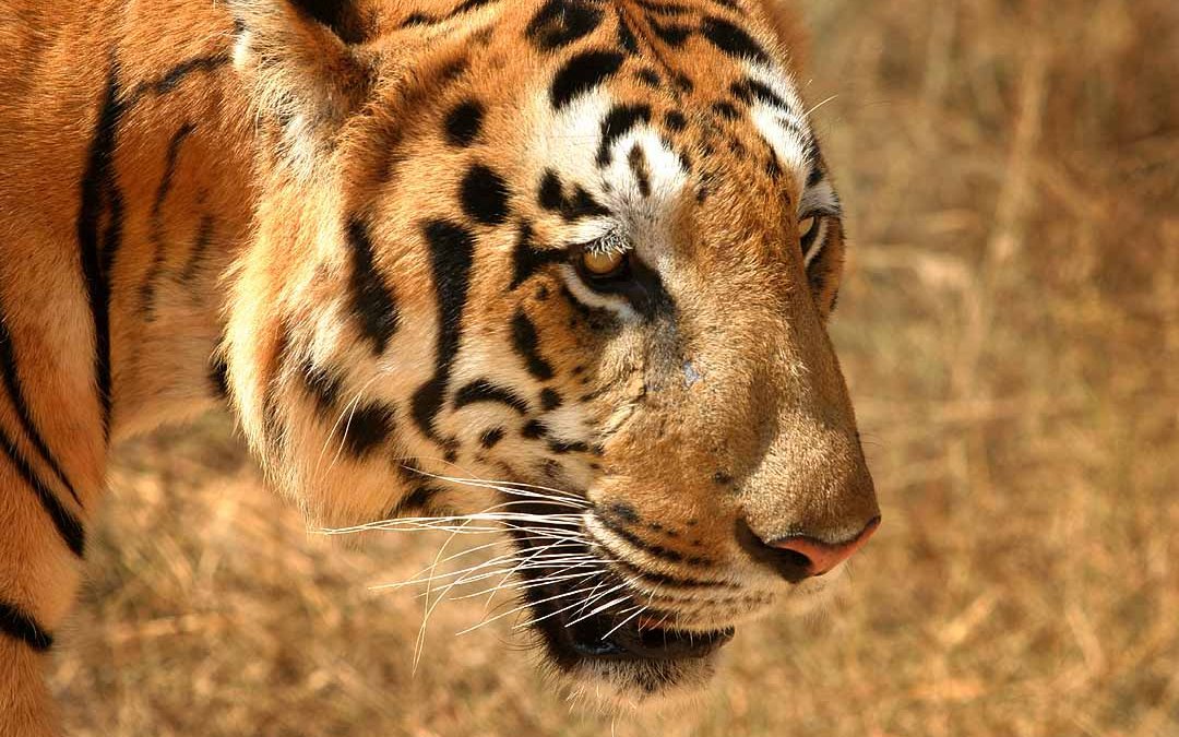 Der Tiger ist eine der vielen Tierarten, die unmittelbar vor dem Aussterben bedroht sind.