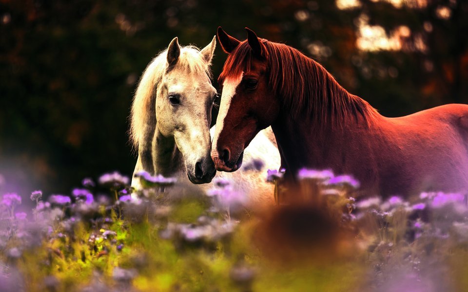 Ätherische Öle können Pferden in vielen Alltagssituationen helfen – von Beruhigung bis Huf- und Hautpflege.