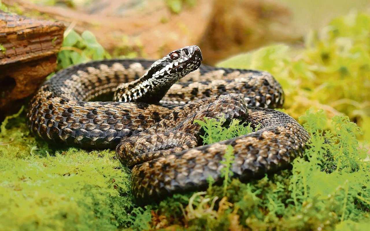Die Kreuzotter ist eine von zwei Schweizer Giftschlangen