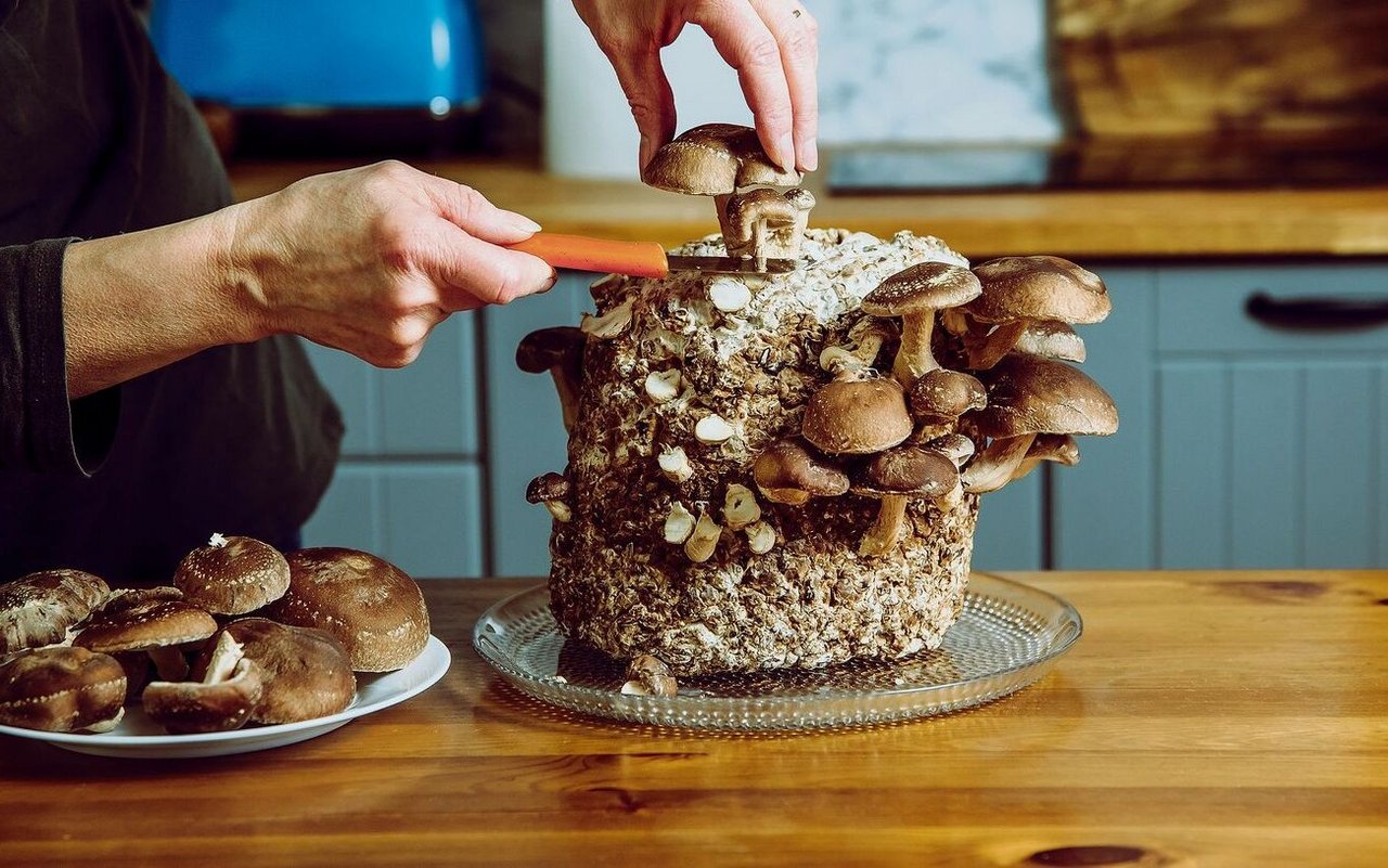 Dank Pilzzuchtsets braucht man für das Anbauen noch nicht mal einen Garten oder Balkon. 