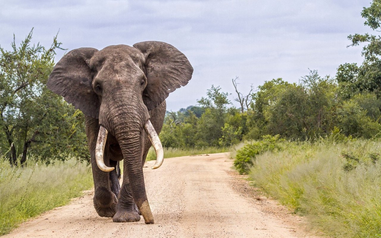 Wir können nur ahnen, was dieses Tier alles hört mit seinen riesigen Flügelohren.