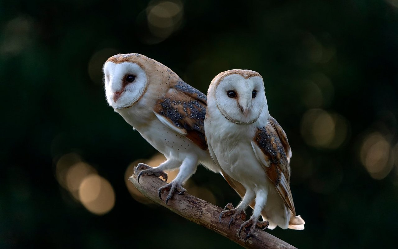 Jungvögel von Schleiereulenpaaren, die am besten zusammenarbeiten, haben laut der Studie bessere Chancen, flügge zu werden.