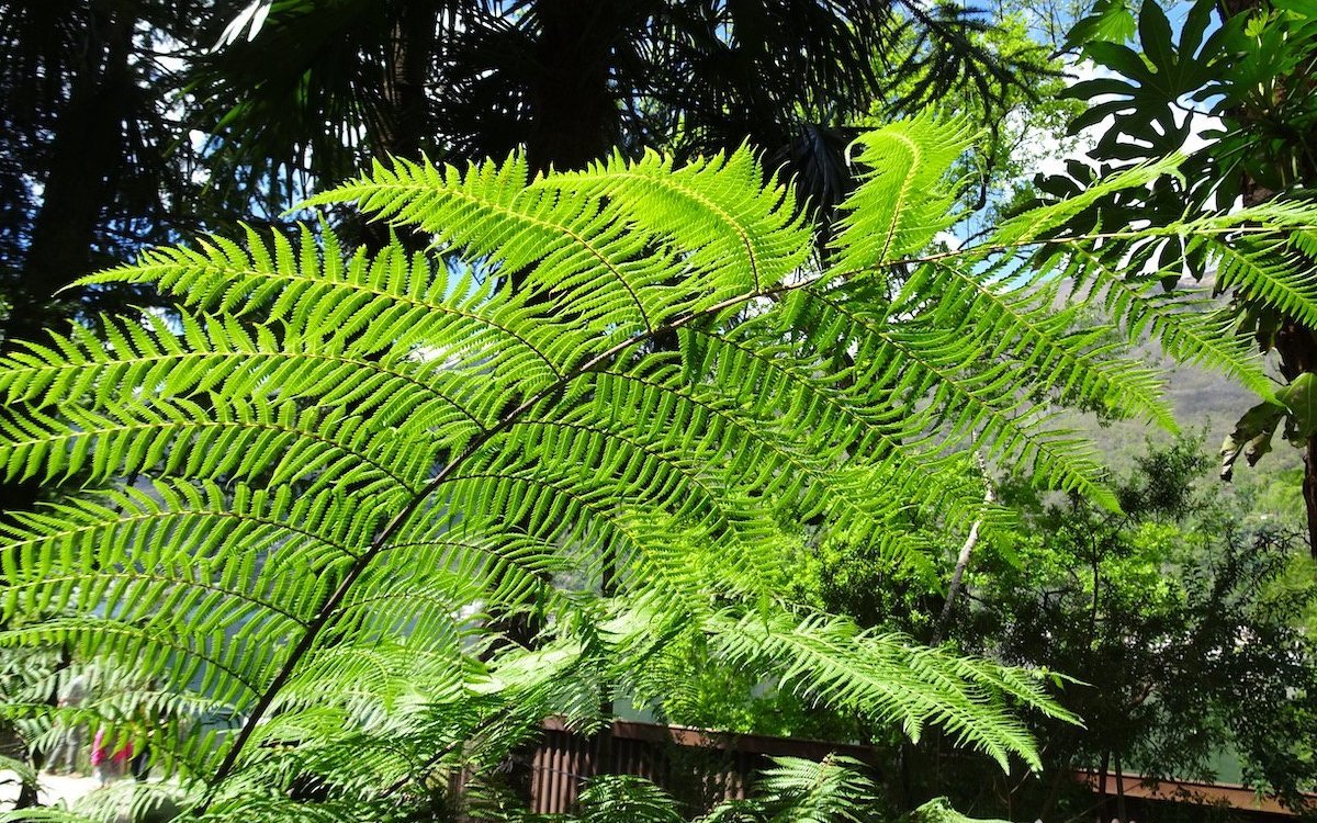 Im Bereich des Tropenwaldes entfalten Baumfarne ihre Wedel. 