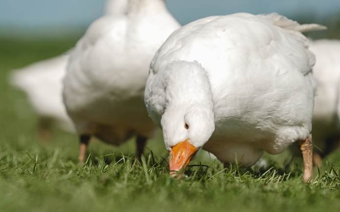 Gänse fressen gerne Gras und Kräuter, aber auch Getreide.
