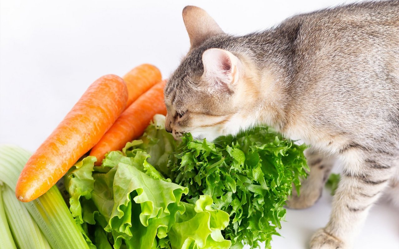 Experten des Instituts für Tierernährung der Universität Zürich raten daher klar von einer veganen Ernährung von Katzen ab.