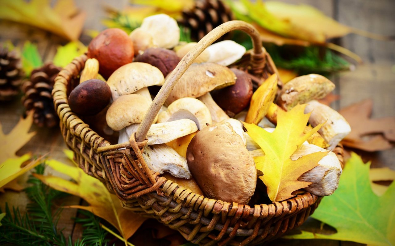 «Pilzlen» hatte in den letzten Jahren einen regelrechten Boom. Man sollte seine Funde aber unbedingt bei einer Pilzkontrolle kontrollieren lassen, um Magenbeschwerden oder Schlimmeres zu verhindern. 