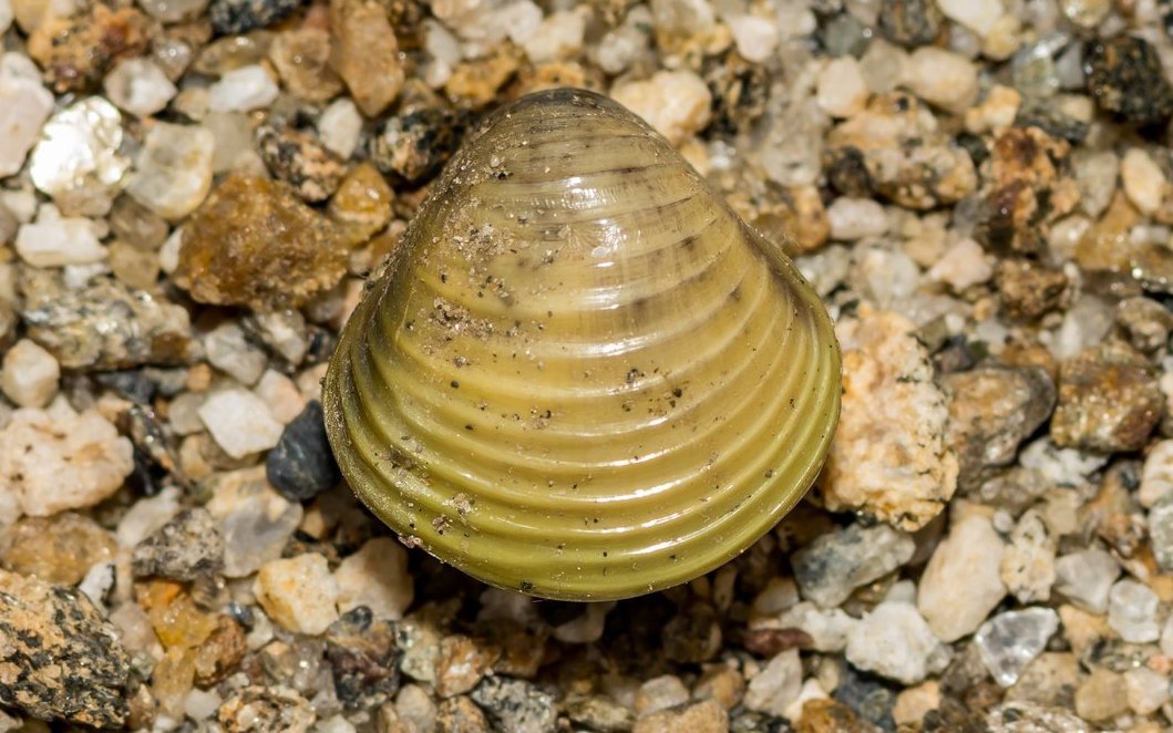 Die Asiatische Körbchenmuschel ist eine durchaus schmackhafte Muschel und wird ähnlich verwertet wie Venusmuscheln. 