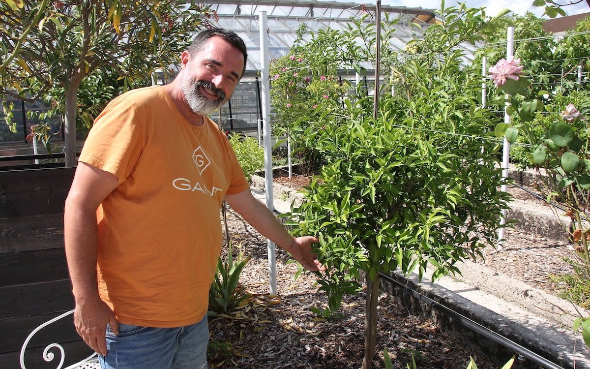 Niels Rodin ist es gelungen, Yuzus an das Waadtländer Klima zu gewöhnen, so dass sie frei im Boden draussen gedeihen.  