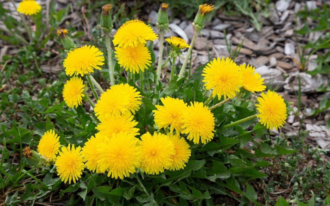 Löwenzahn ist eines der häufigsten und bekanntesten Wildkräuter. 