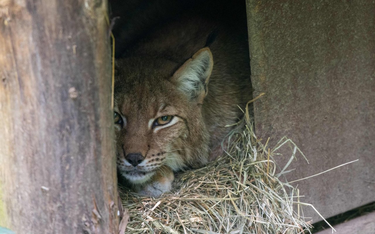 Wie viele Jungluchse Matra auf die Welt gebracht hat, ist derzeit noch unbekannt. Das Geheimnis wird sich erst in einigen Wochen lüften.