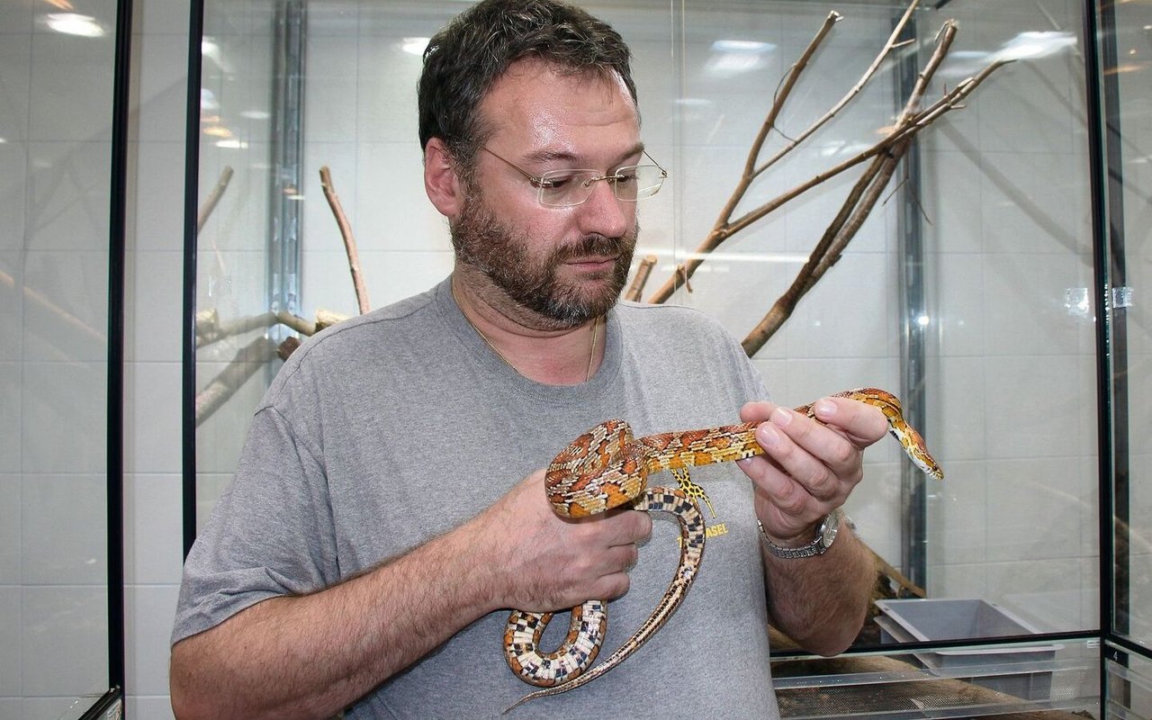 Der Kurator des Basler Zoos, Fabian Schmidt, mit einer Kornnatter.