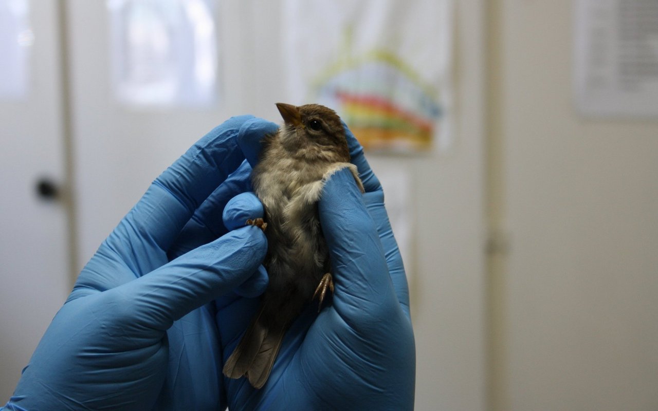Ein verletzter Haussperling bei der Notaufnahme.