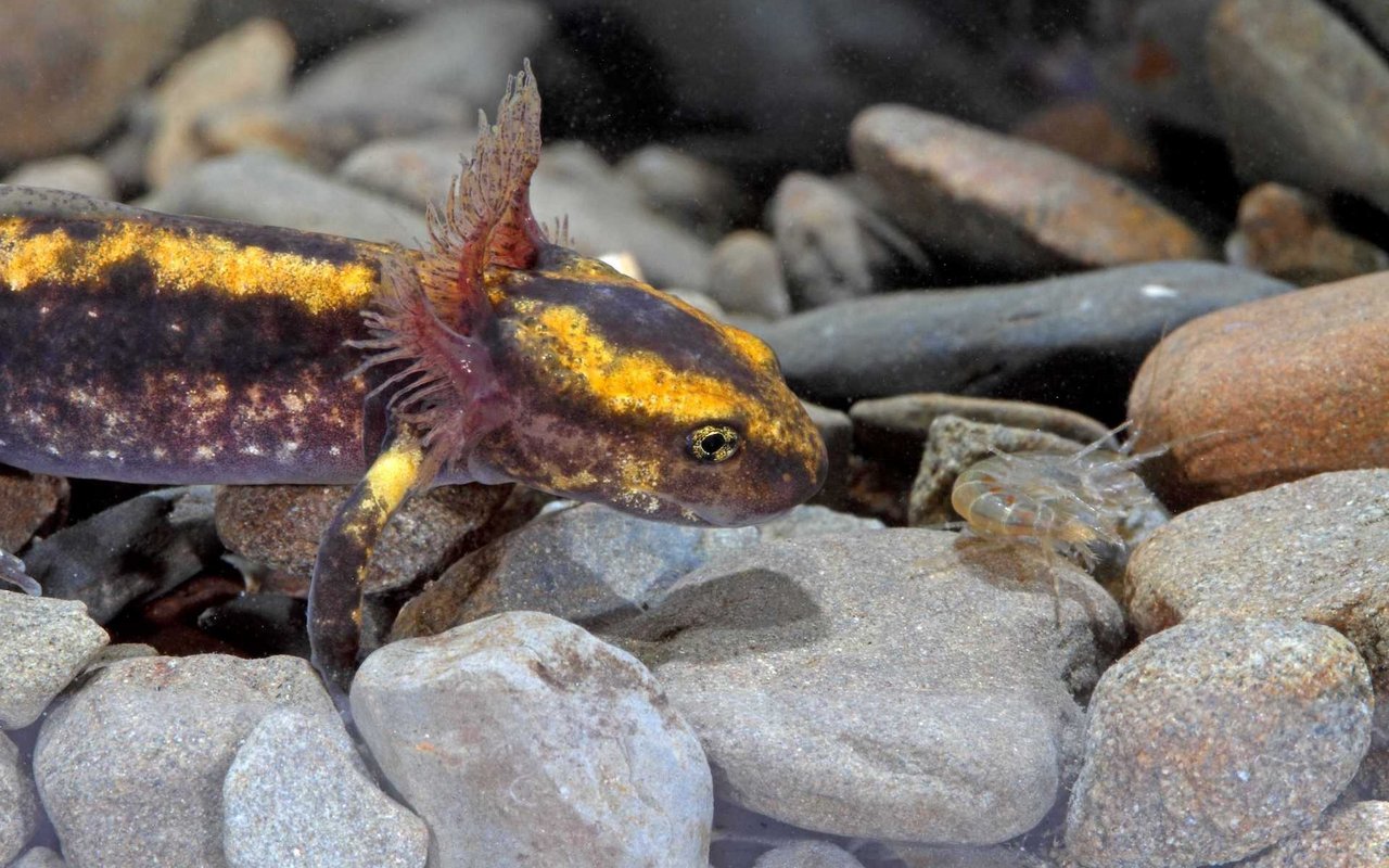 Salamanderlarven ernähren sich von Fliegenlarven, Wasserasseln und Bachflohkrebsen.