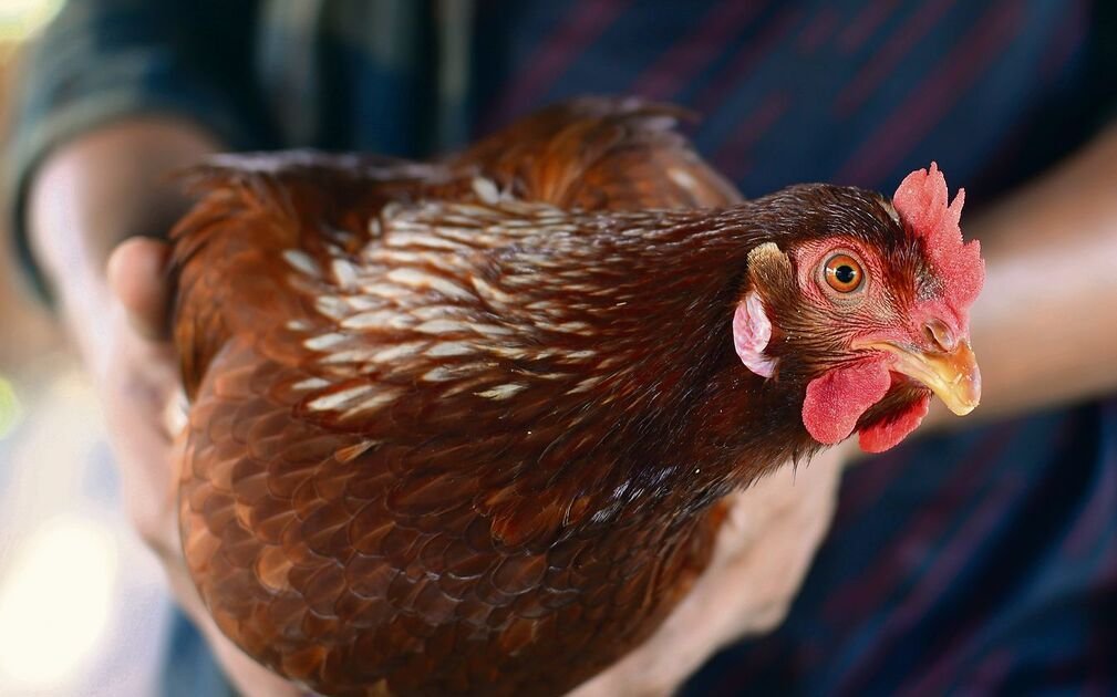 So wird ein Huhn schonend transportiert.