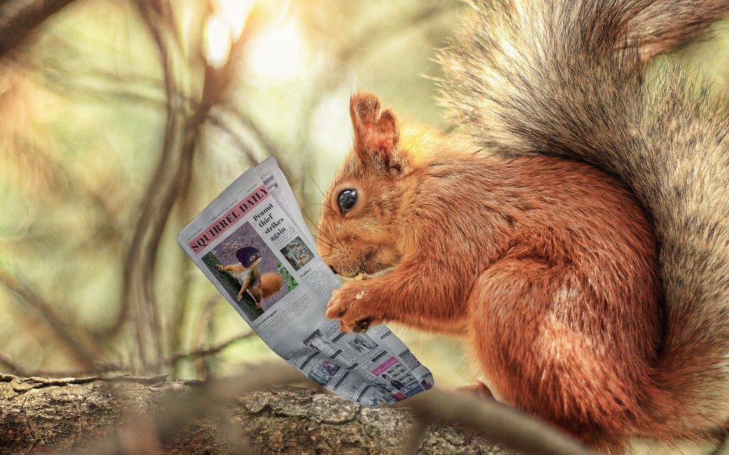 Wo im Sommer die Stories fehlen, füllen Tiere die Lücken. 