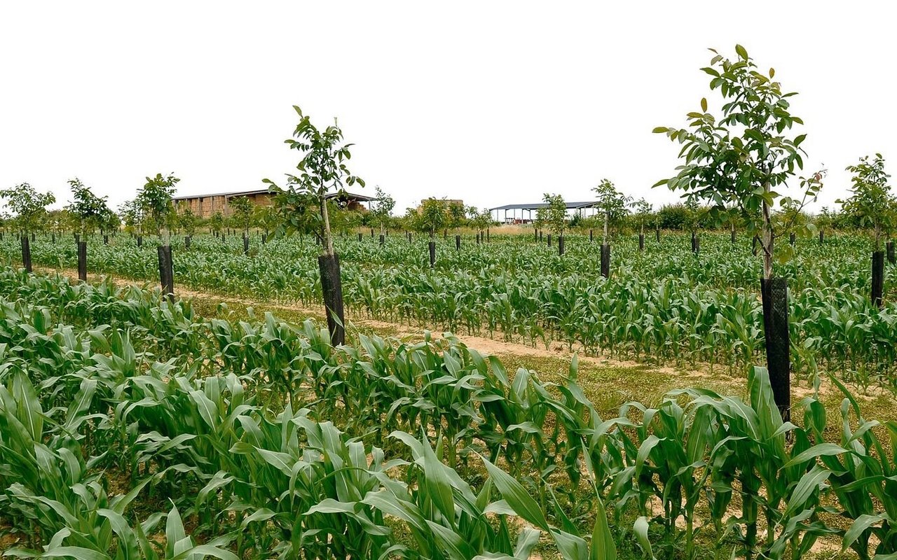 Agroforstwirtschaft verbindet Bäume mit Acker und Weide – und schützt so Böden, Tiere und Ernten vor den Folgen des Klimawandels.