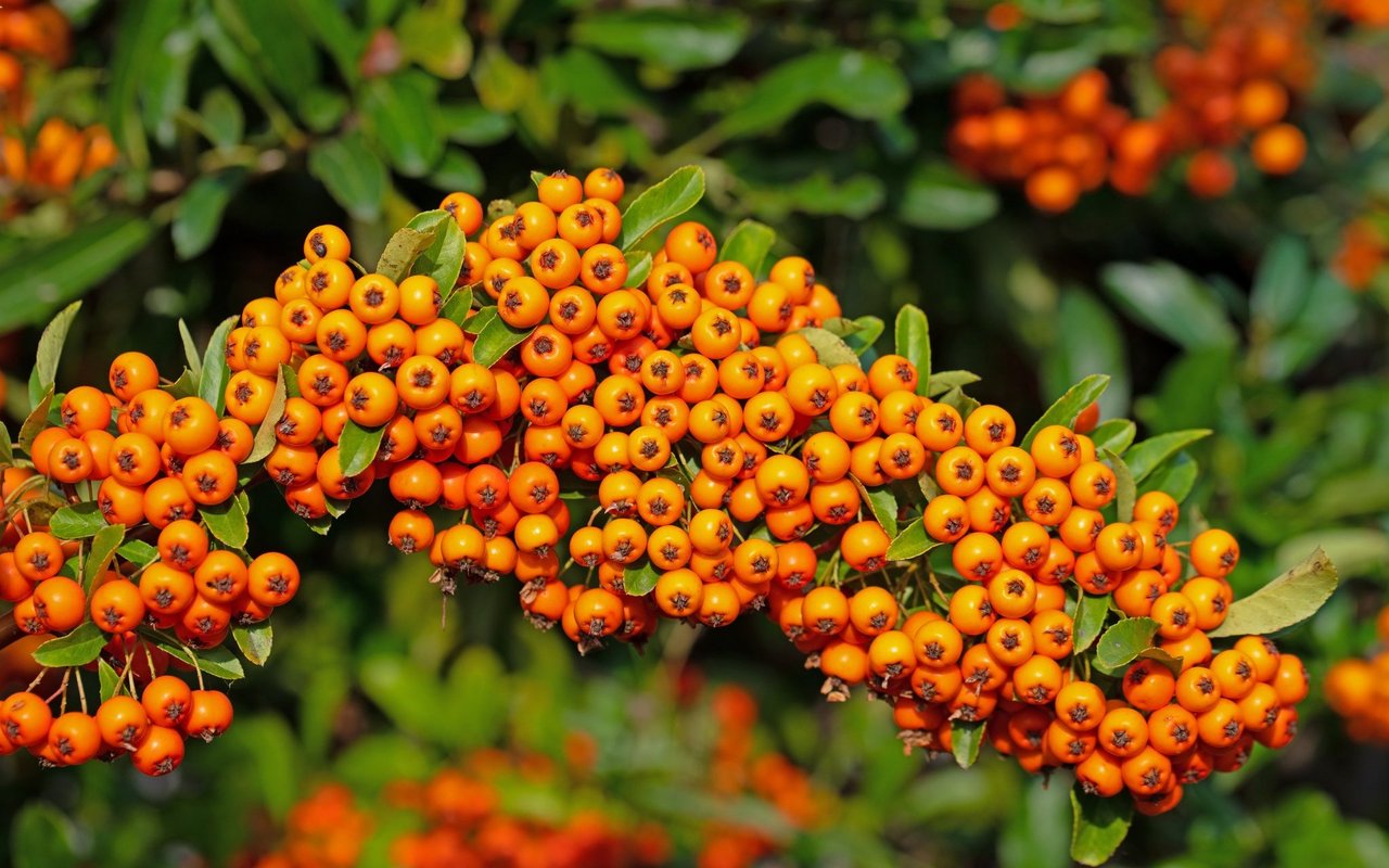 Feurdorn gehört zu den Beeren, die nur gekocht geniessbar sind. 