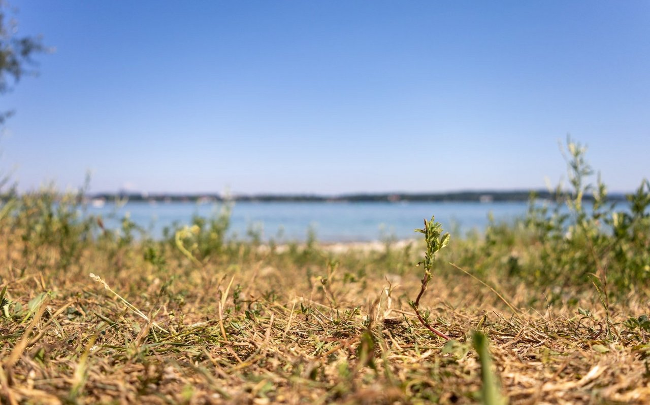 Da Trockenperioden immer länger anhalten, werden dürre Wiesen in der Schweiz künftig öfter anzutreffen sein. 