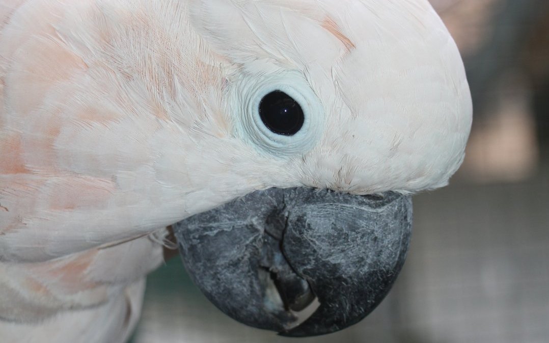 Zu Molukkenkakadus kursieren die höchsten Altersangaben. 