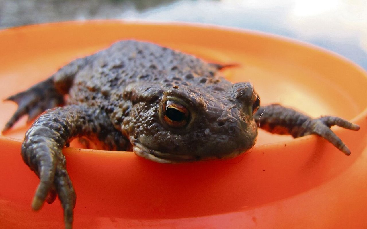 Die Wandersaison von Fröschen, Kröten & Co. dauert in der Regel vom Februar bis im April.