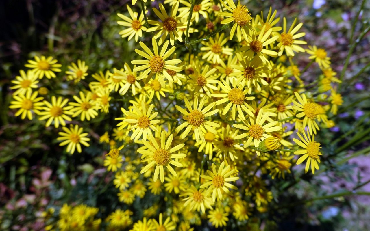 Dieser Korbblütler mit gelben Blüten ist bereits in kleinen Mengen tödlich für Pferde und verursacht bei wiederholtem Verzehr schwere Leberschäden mit Symptomen wie Apathie, Appetitlosigkeit und Gelbsucht.