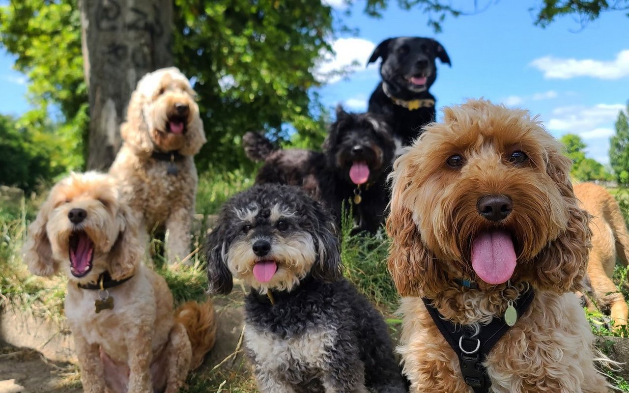 Bei den Rassen haben Hundefreunde die Qual der Wahl. Aber vieles haben alle gemeinsam. 