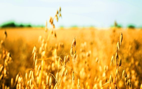 In der Schweiz werden derzeit etwa ein Drittel Winterhafer(vorwiegend Sorte Eagle) und zwei Drittel Sommerhafer(hauptsächlich Canyon und Husky) angebaut. Während diese bewährten Sorten weit verbreitet sind, steigt die Nachfrage nach den neuen Sorten Lion und Delfin. Entscheidend für die Wahl der Sorte sind Ertrag, Standfestigkeit und Rostanfälligkeit.