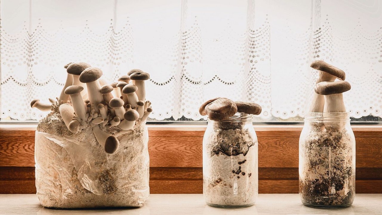 Frische Pilze in der Küche ernten?Bei gewissen Sorten kein Problem.