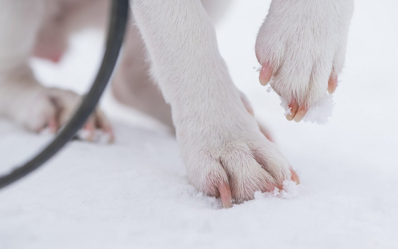 Nach dem Schneespaziergang sollten die Pfoten des Lieblings kurz gewaschen werden. 