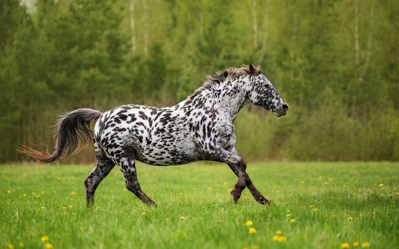 Knabstrupper sind wegen ihrer auffälligen Färbung berühmt. 