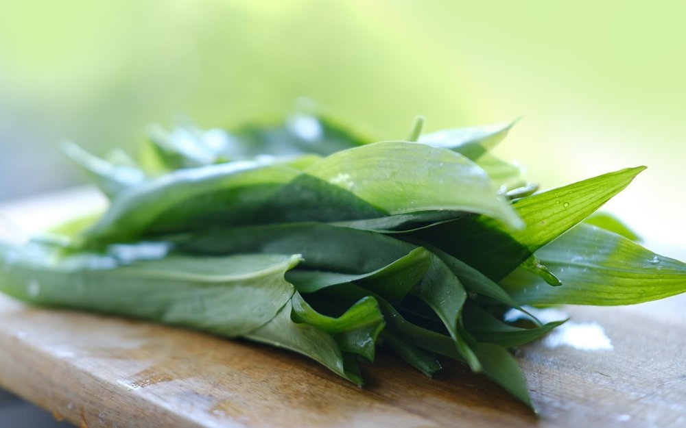 Bärlauch gelangt bei vielen Menschen im Frühling auf den Speiseplan. Hunde bleiben ihm besser fern. 