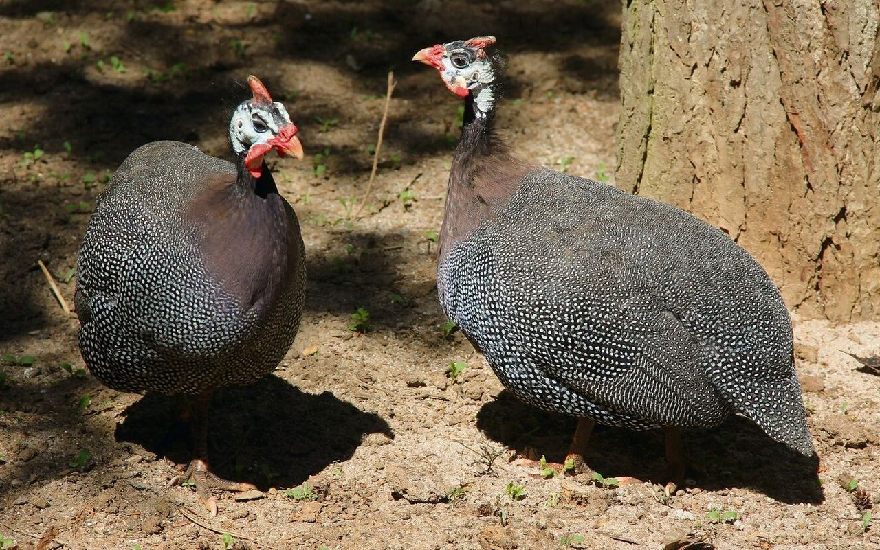 Helmperlhühner sind in Gruppen unterwegs.