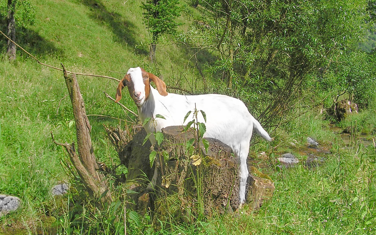Die südafrikanische Burenziege stammt von der Hottentottenziege ab. Wahrscheinlich wurden noch zusätzlich indische und europäische Ziegen eingekreuzt.